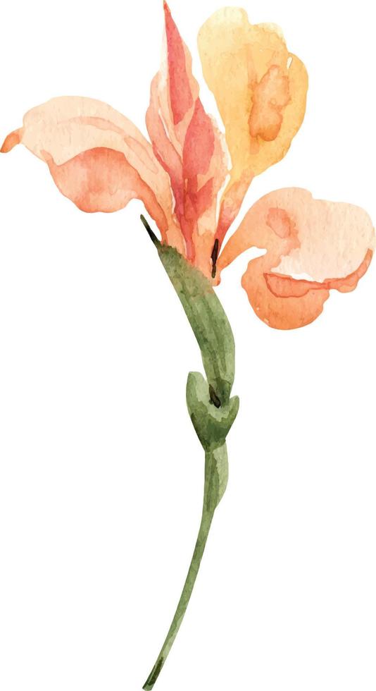 Watercolor illustration with orange iris flower, for postcards and design. vector