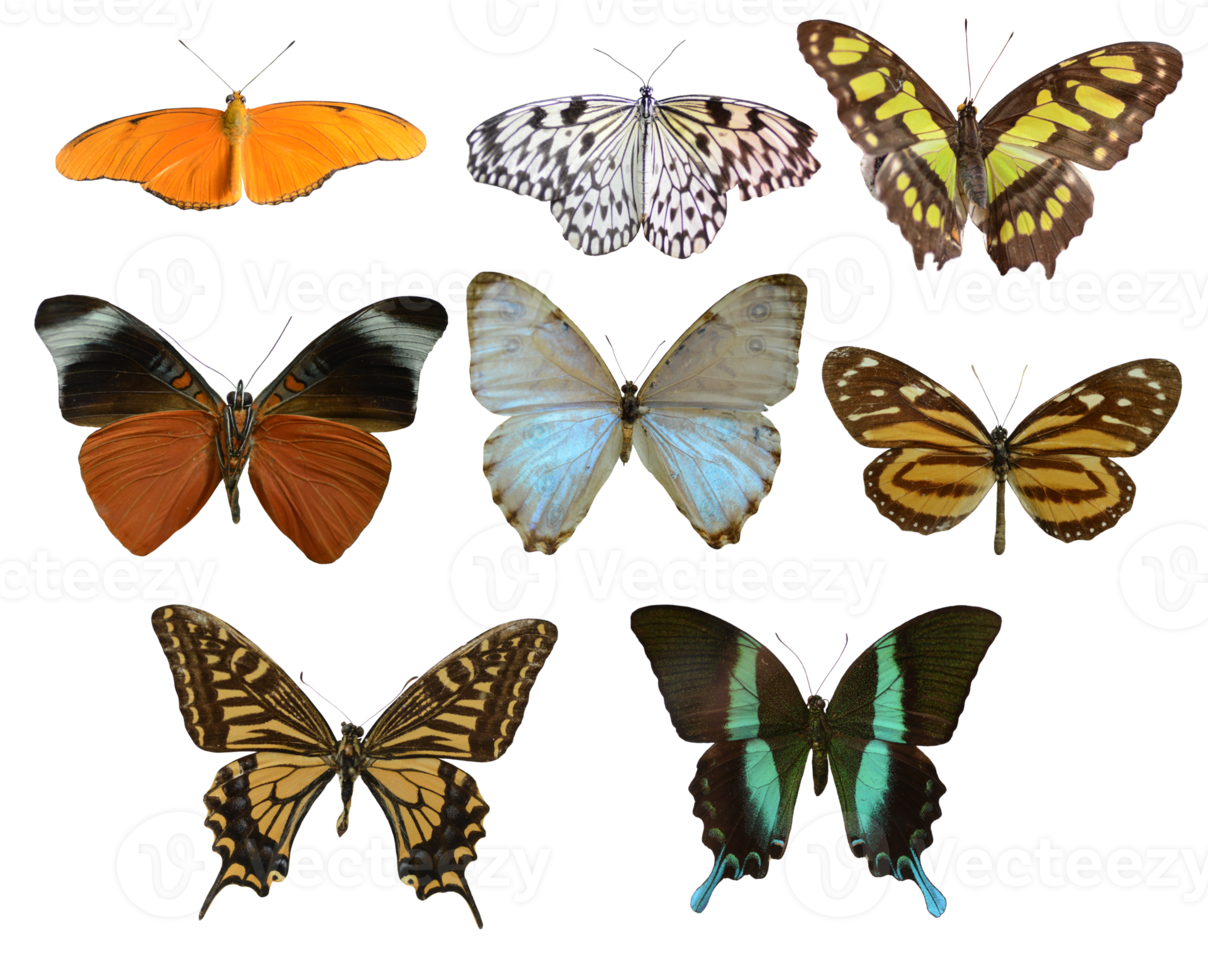 av bild samling av färgrik fjärilar av annorlunda storlekar png