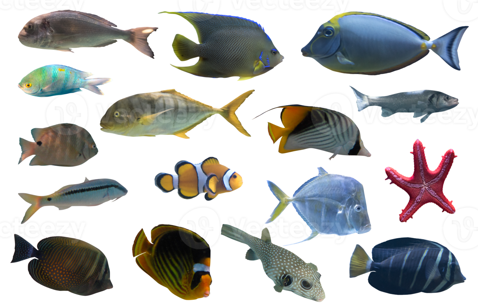 imagen de acuario tropical pescado ellos nadar juntos png