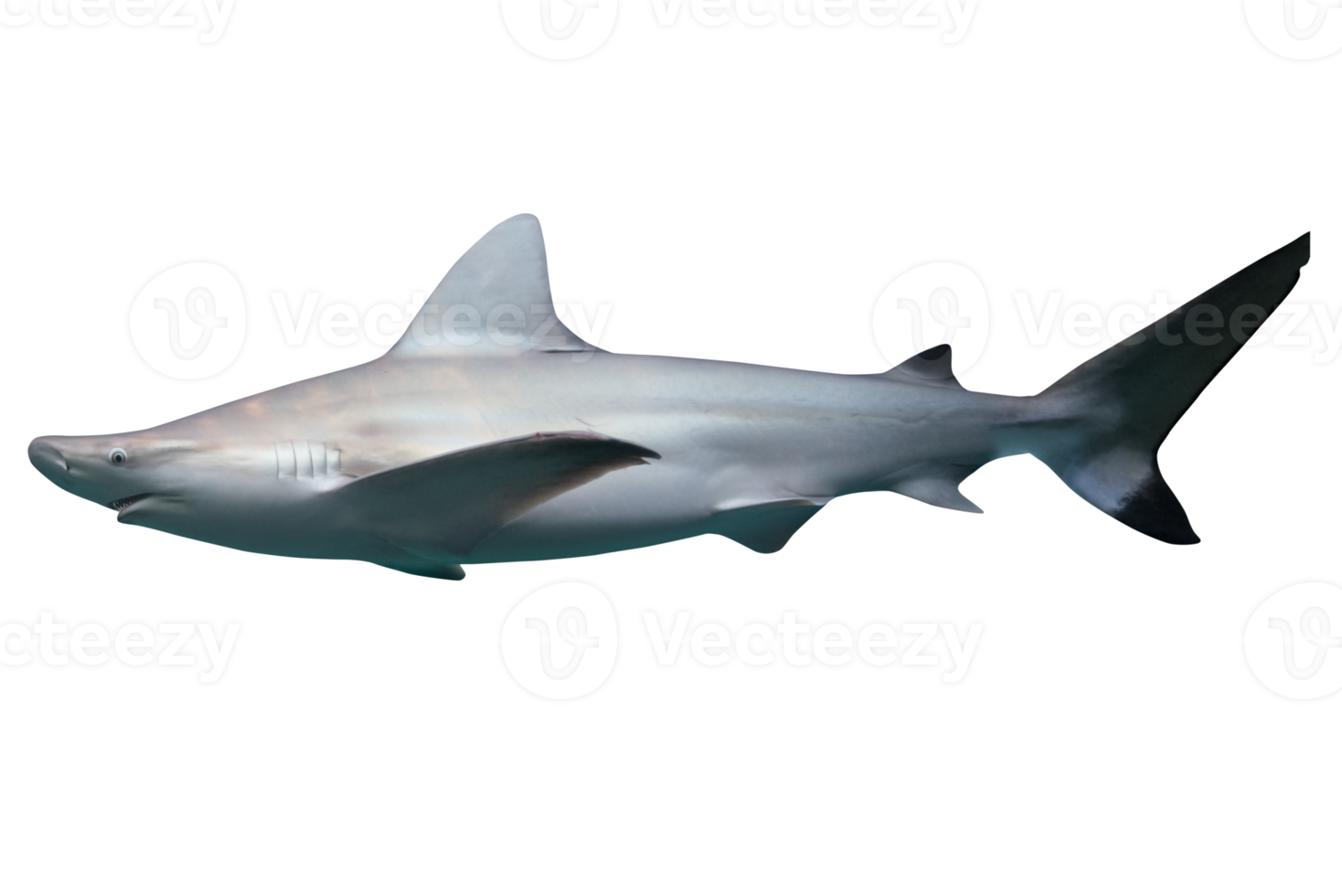 imagem do uma natação branco Tubarão, predador do a mar. png