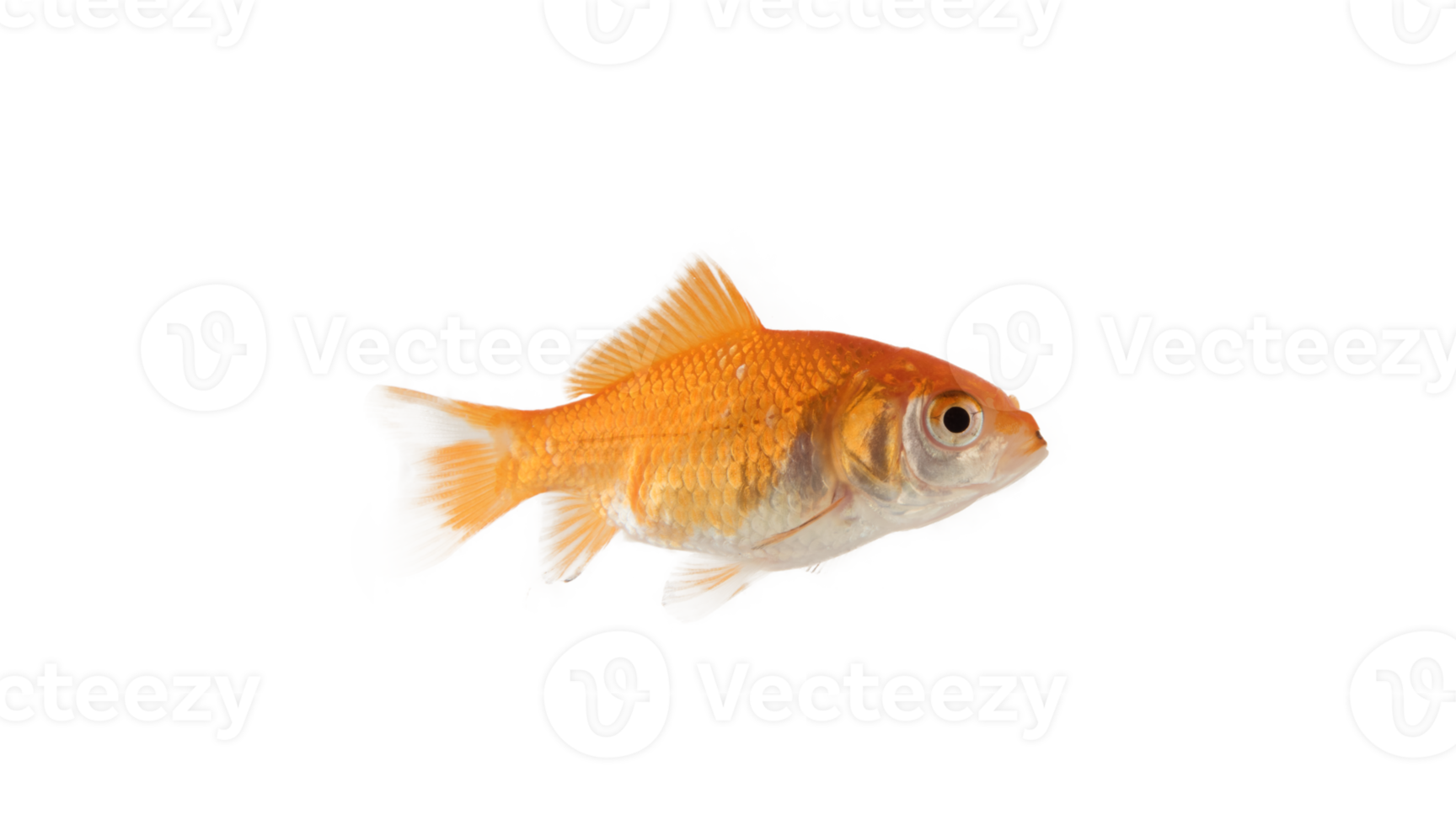 image de un aquarium poisson rouge cette nage png