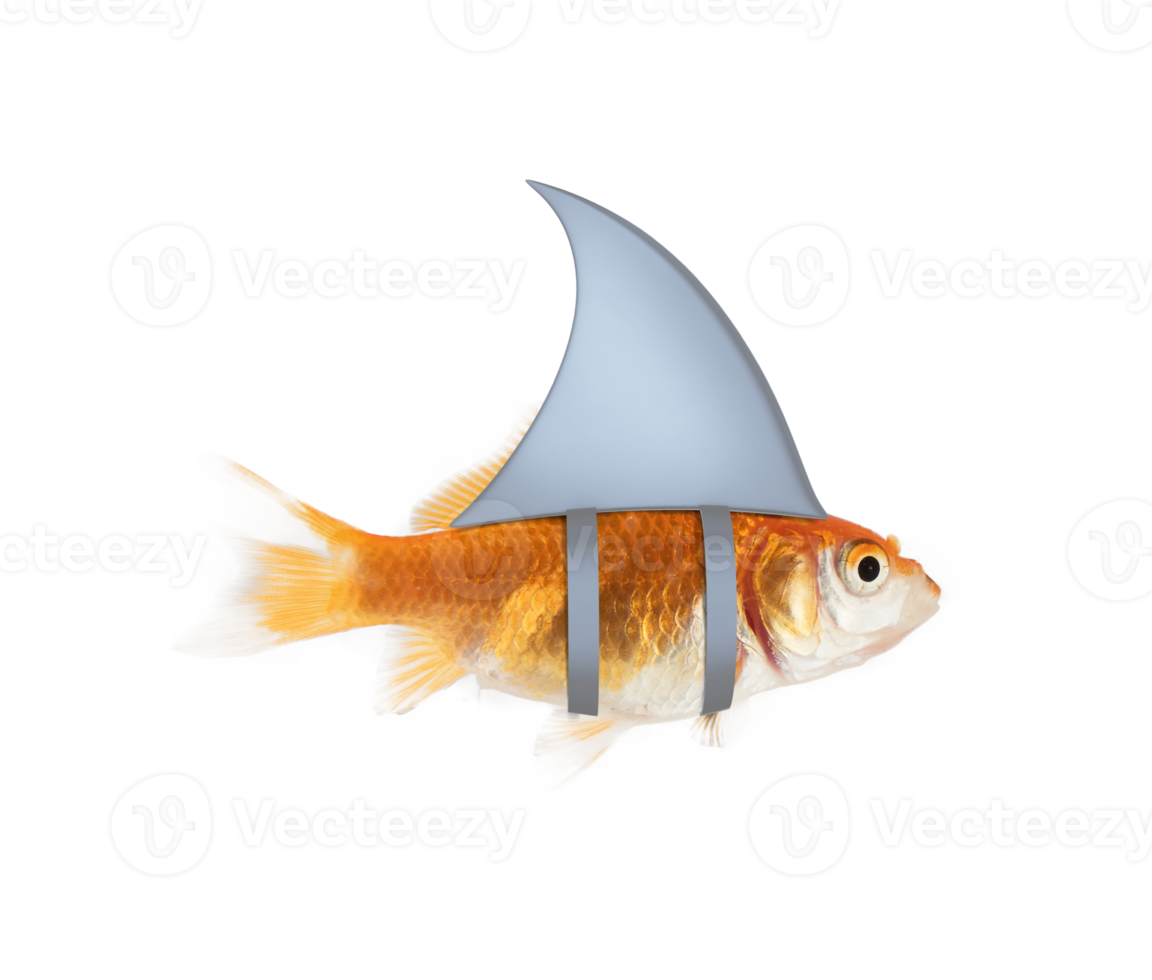 Image of an aquarium goldfish swimming with shark fin 21084737 PNG