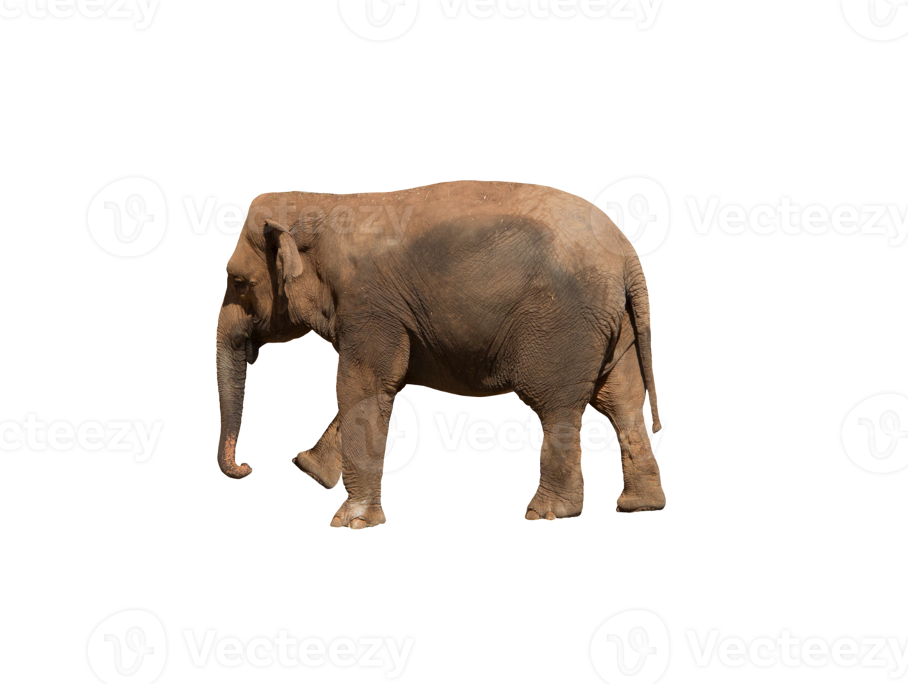 Image of an african elephant , huge pachyderm 21084778 PNG