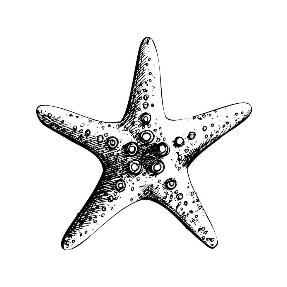 Starfish. Isolated object drawn by hand in graphic technique. Vector illustration for summer, nautical and beach decoration and design.