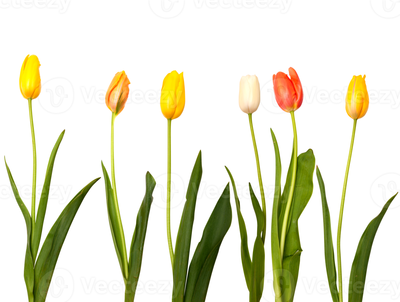 Colorful tulip flowers symbol of easter celebration png