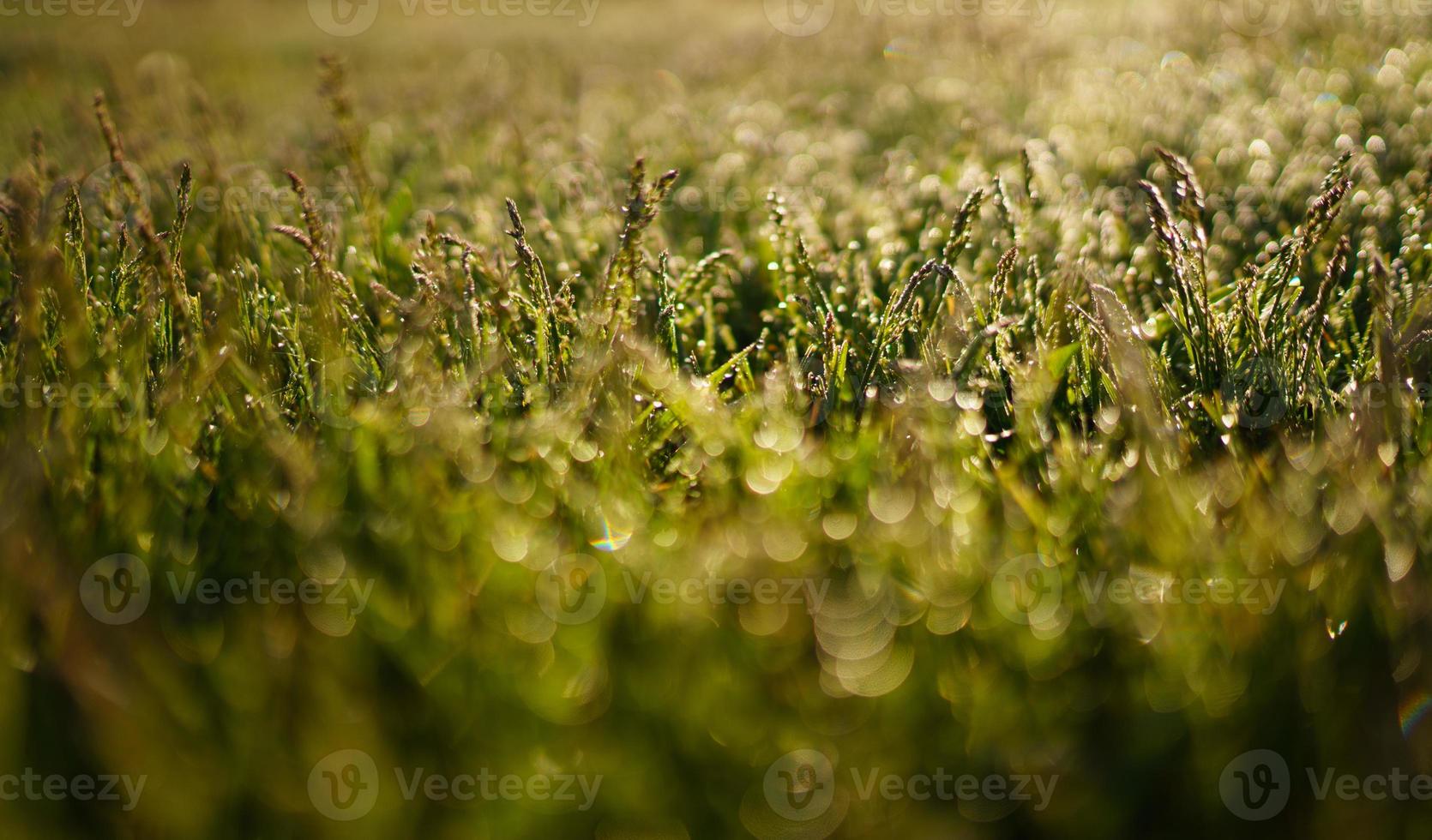 Green grass and drops of morning dew photo