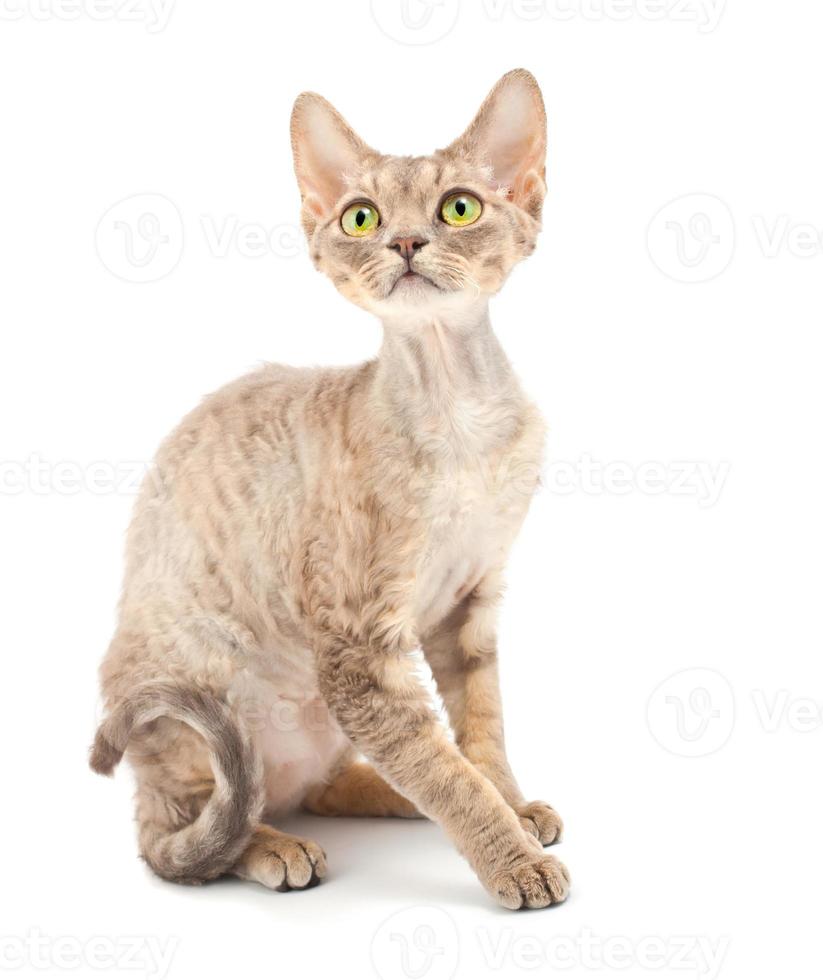Cat Devon Rex photo