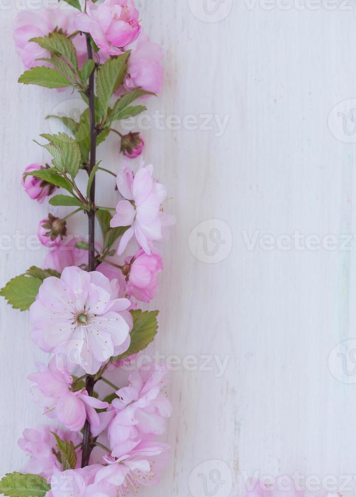 Pink flowers close-up with branch on white wooden photo