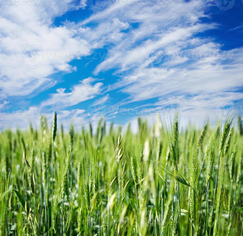 field of rye and cloudy sky photo