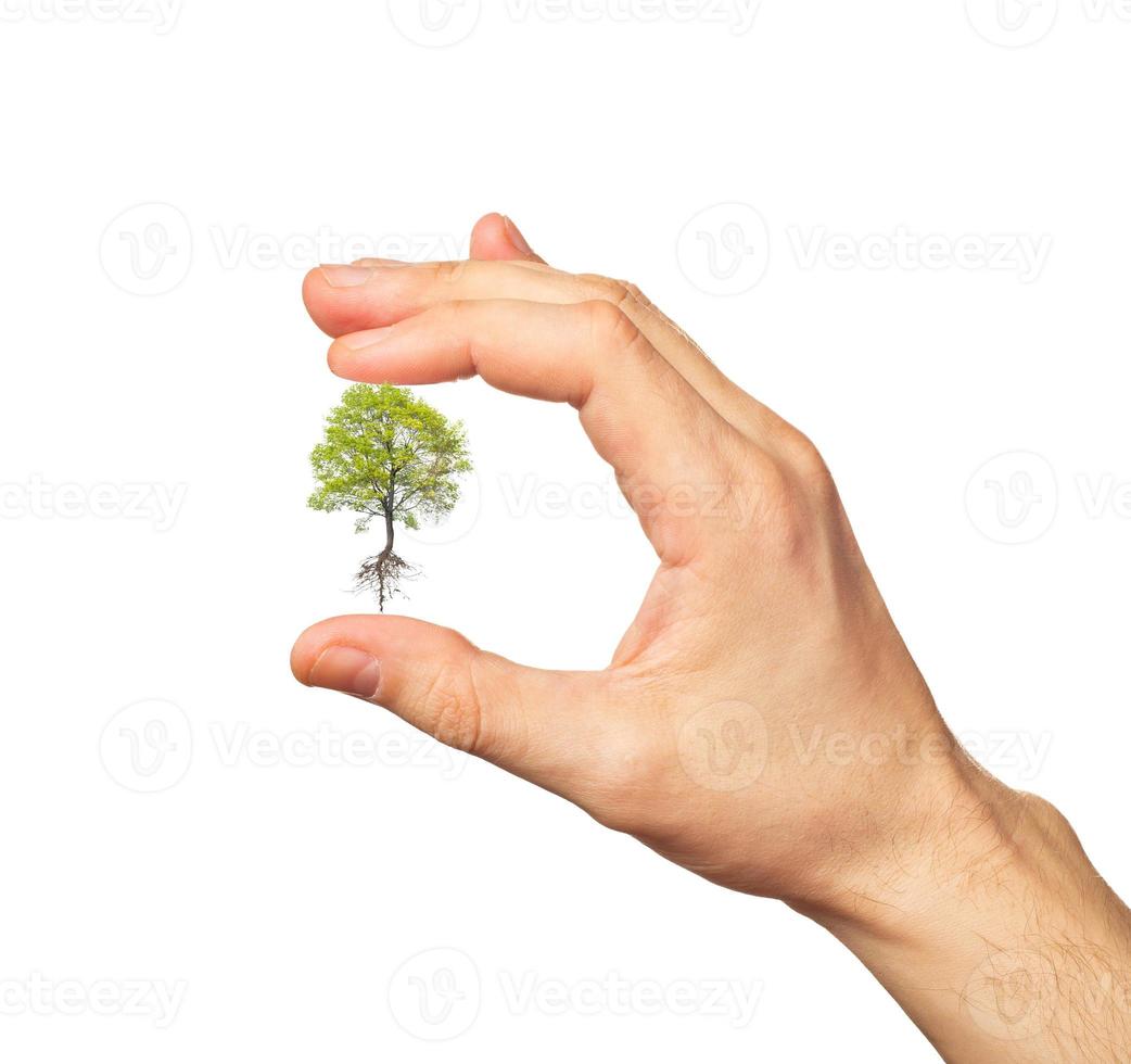 Green tree in the hand on white photo