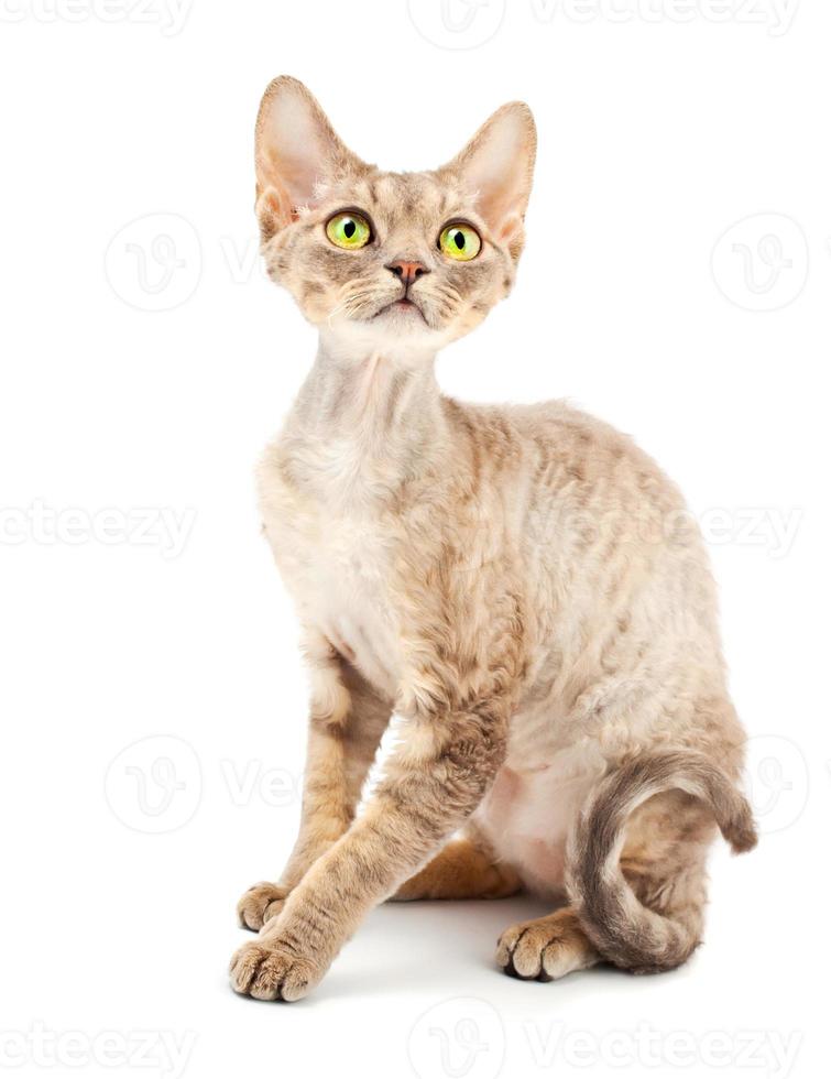 Cat Devon Rex photo