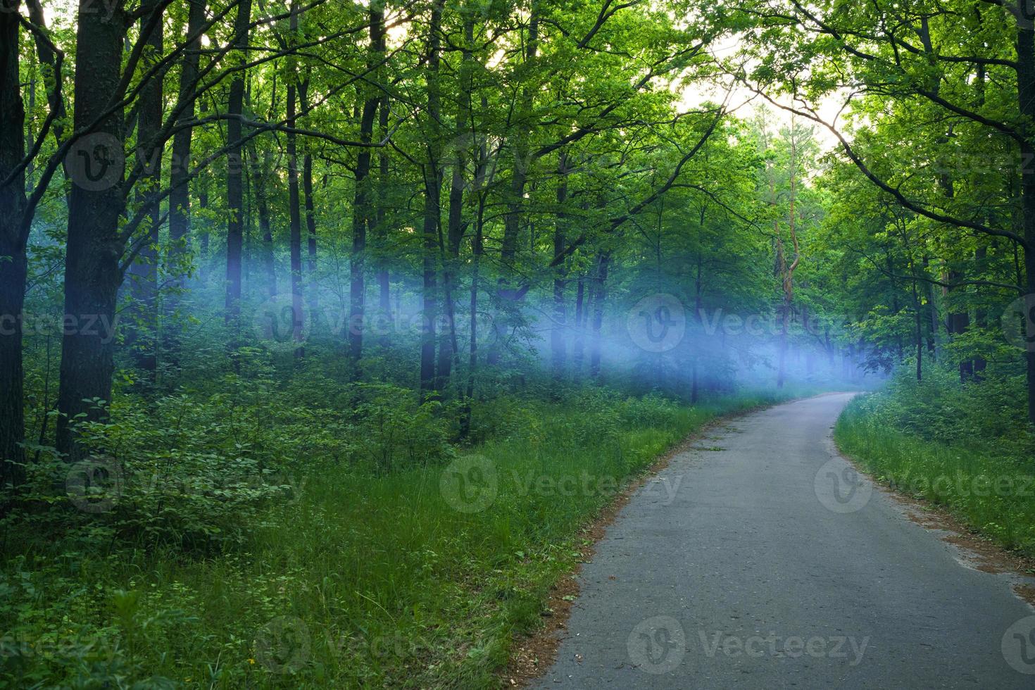 azul fumar se extiende terminado el la carretera en el bosque foto