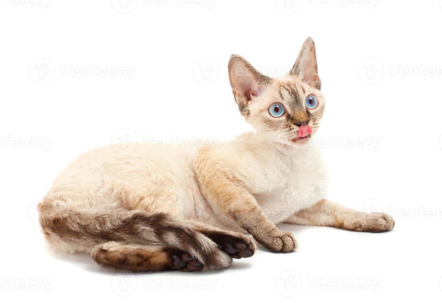 Cat Devon Rex photo