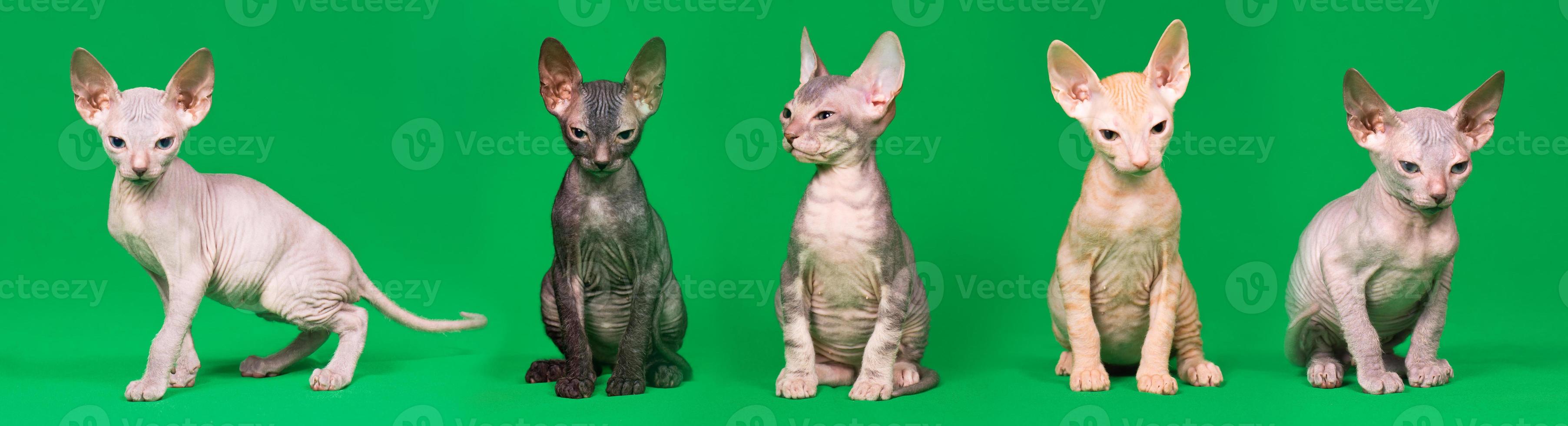 don sphynx gatitos foto