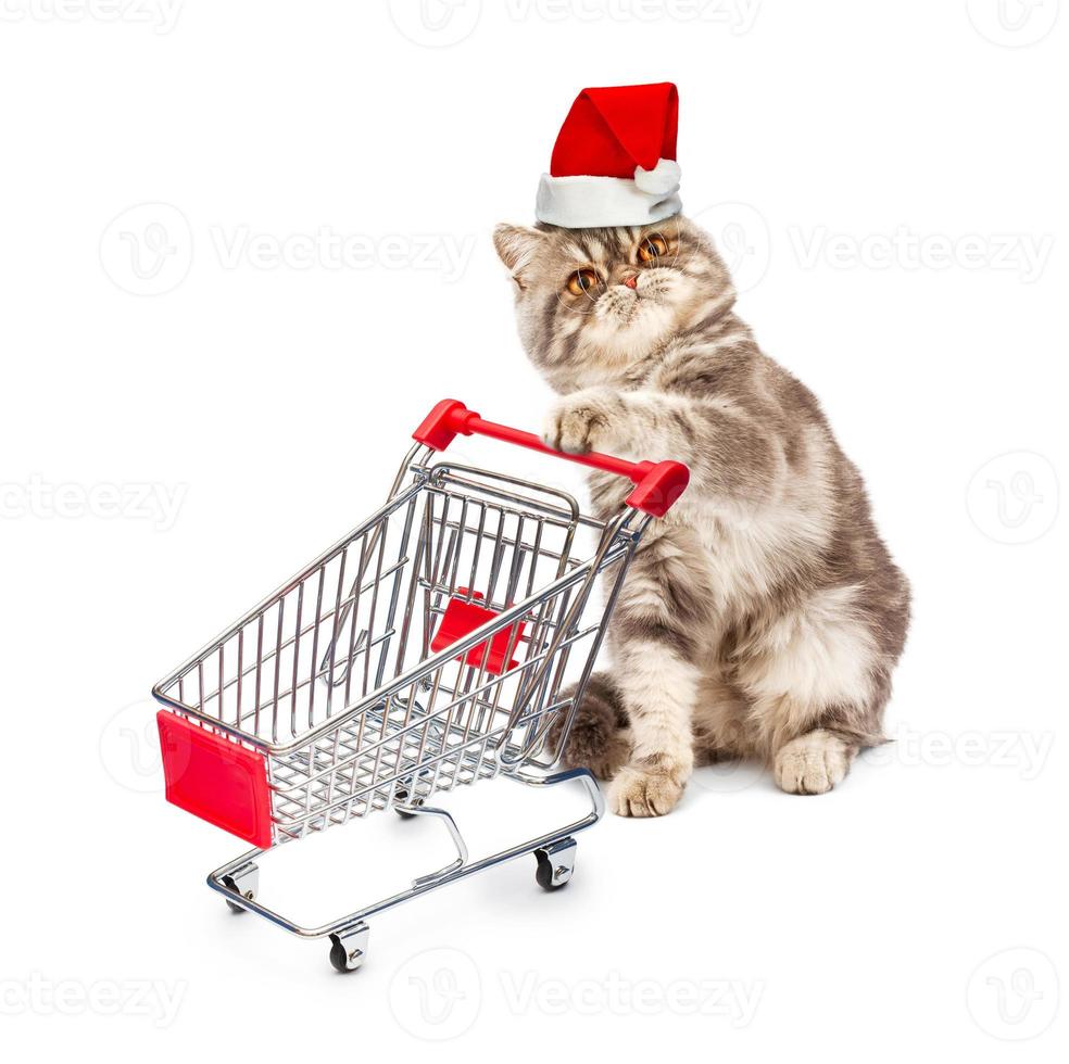 Cat in a Christmas cap with a cart on white photo
