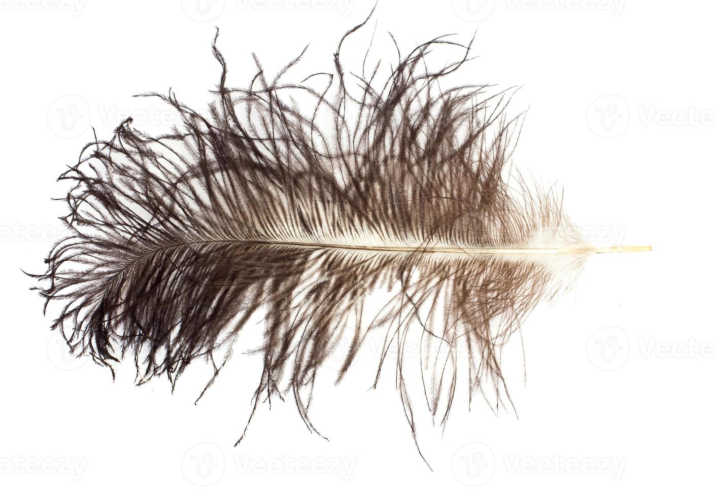 Ostrich feather on white background photo