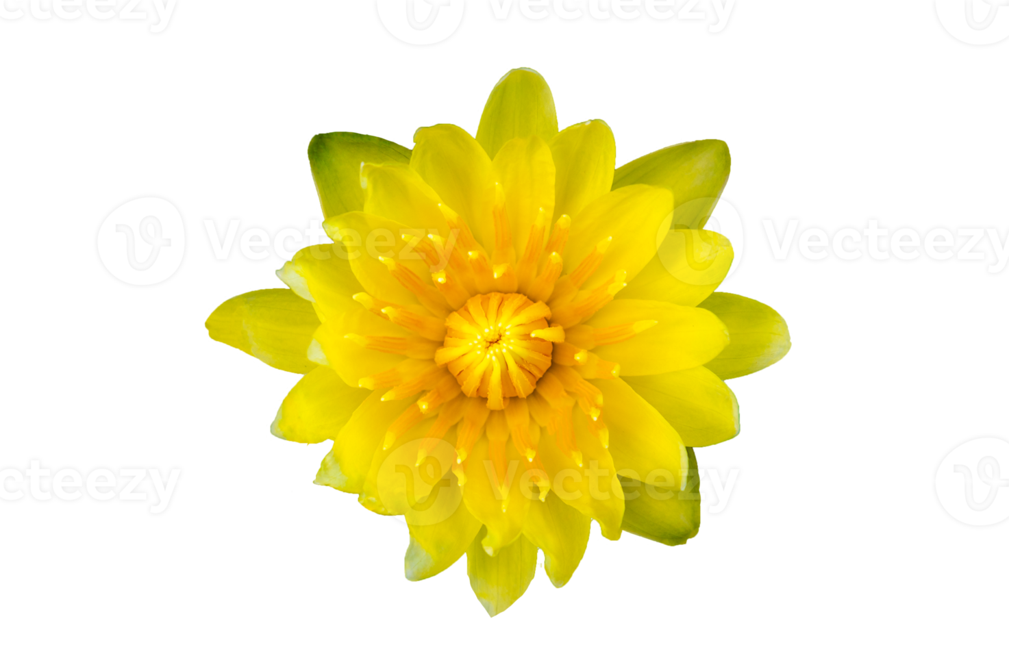 Jaune lotus fleur sur transparent Contexte png fichier