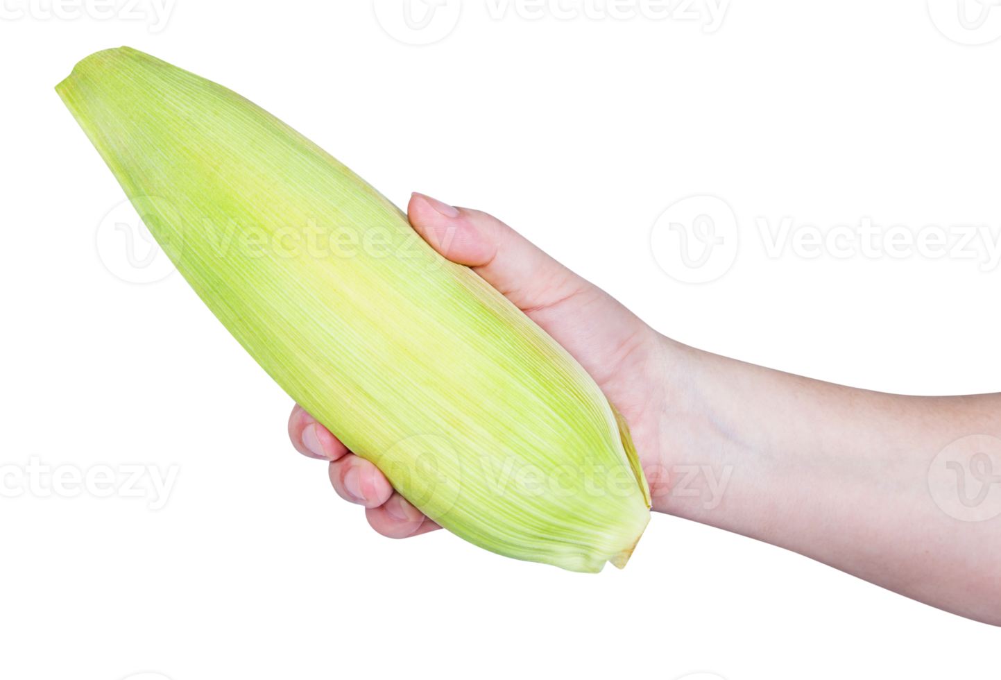 hand holding corn isolated png