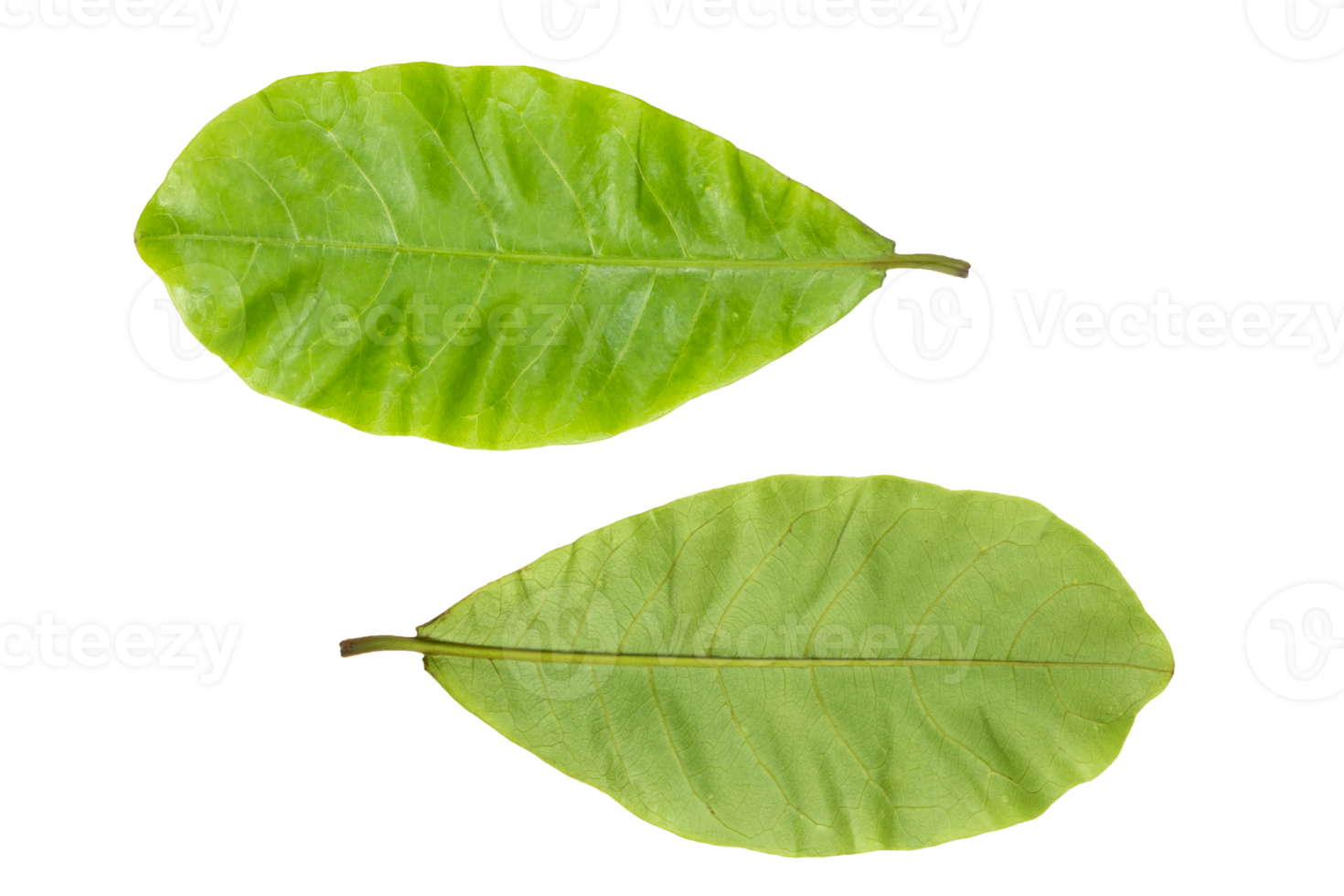 Green Terminalia catappa leaves png