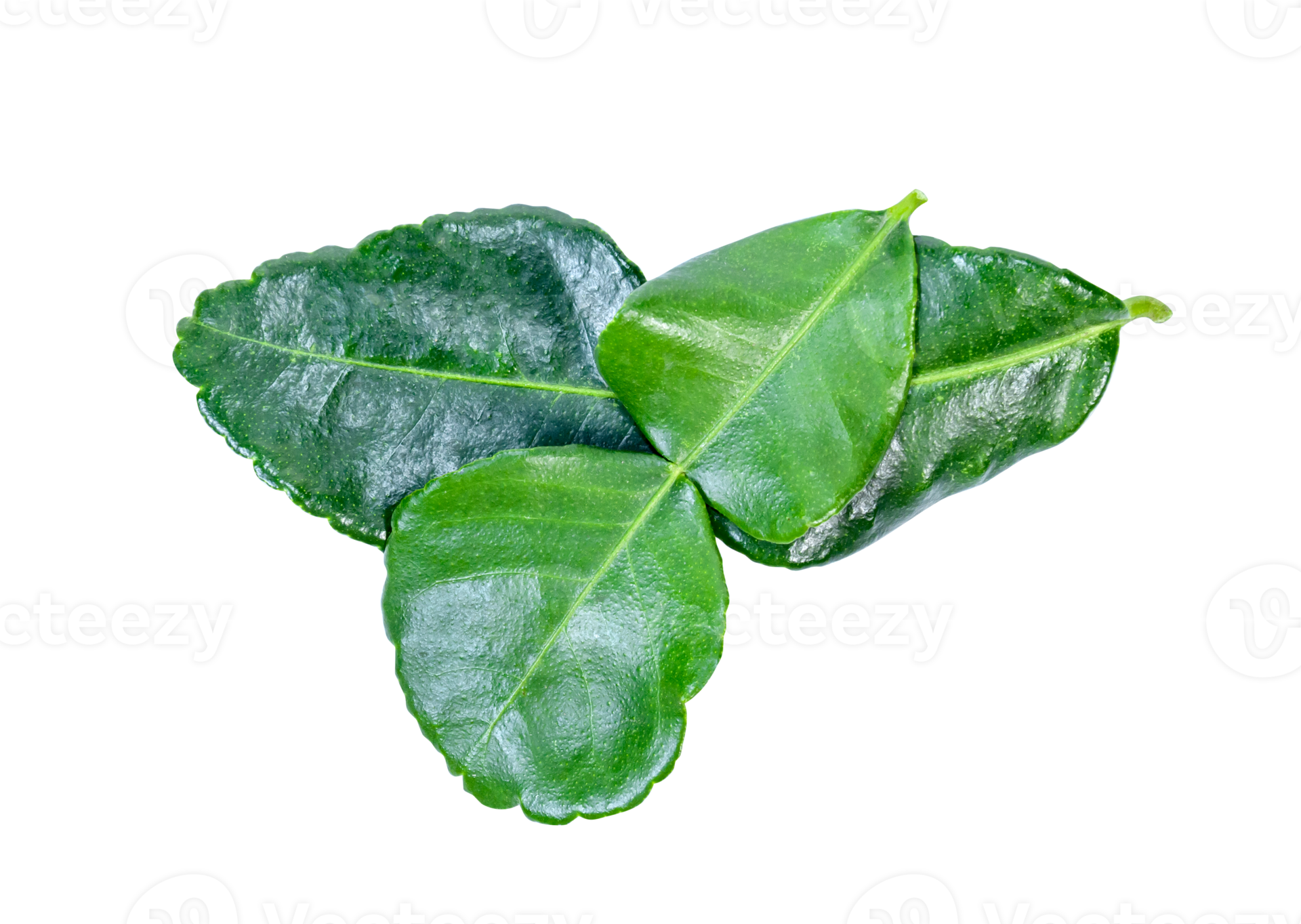 kaffir lime leaves isolated 21096294 PNG