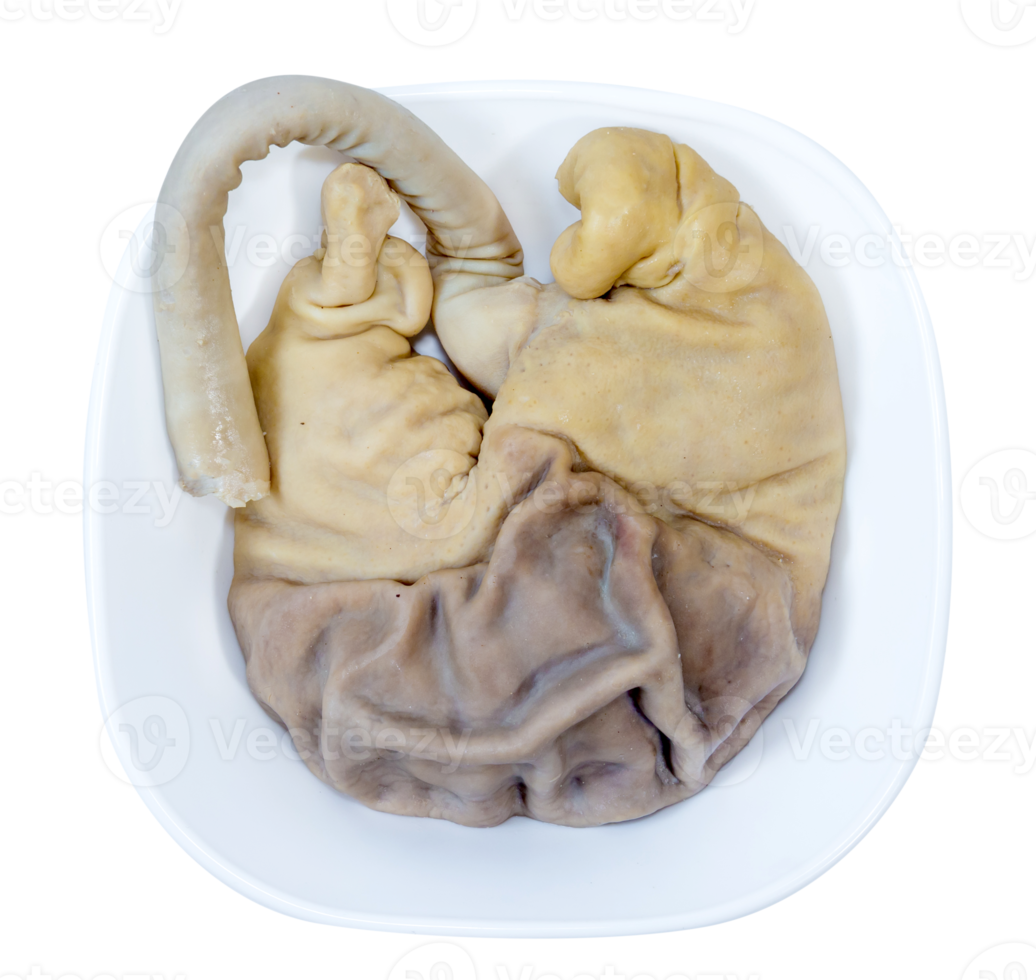 pork stomach isolated png