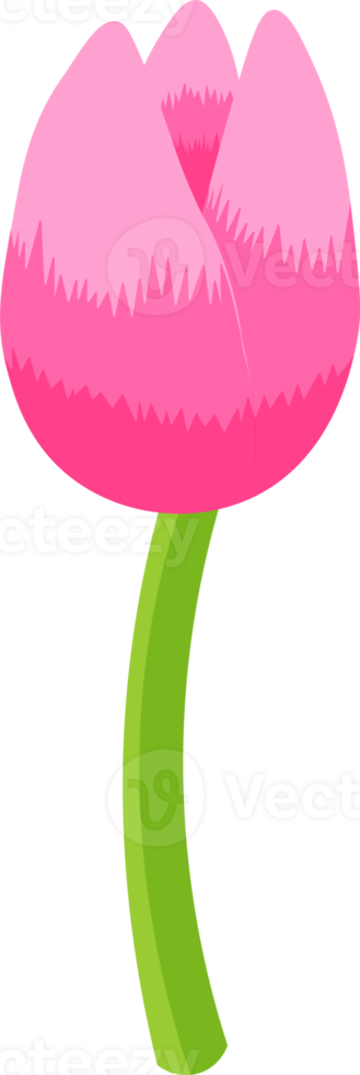 Pink Flower Tulip png