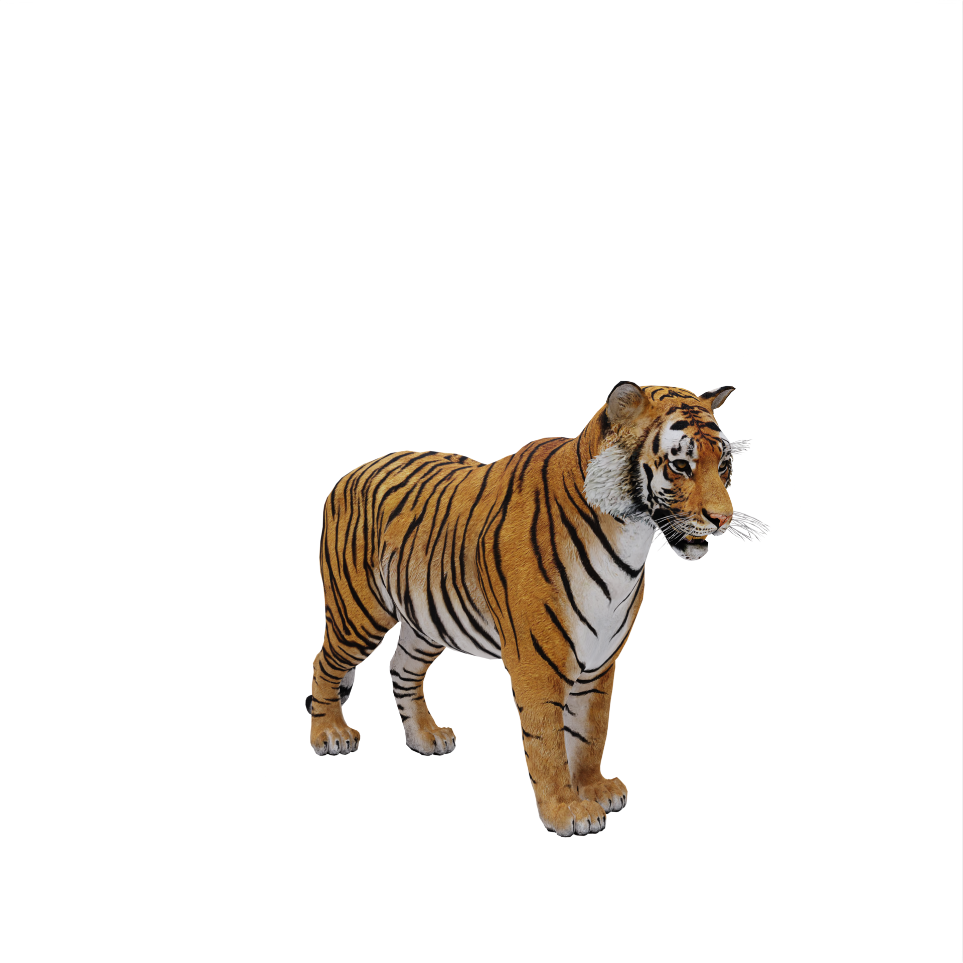 Tigre 3D foto de stock. Imagem de isolado, animal, grande - 36338776