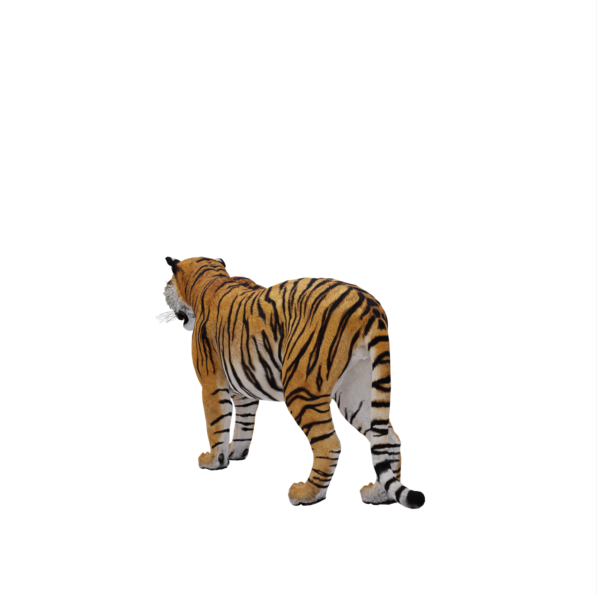 tigre 3d isolado 18875963 PNG