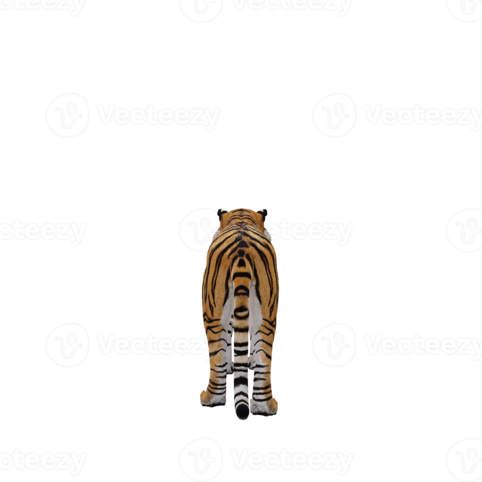 tigre 3d aislado png