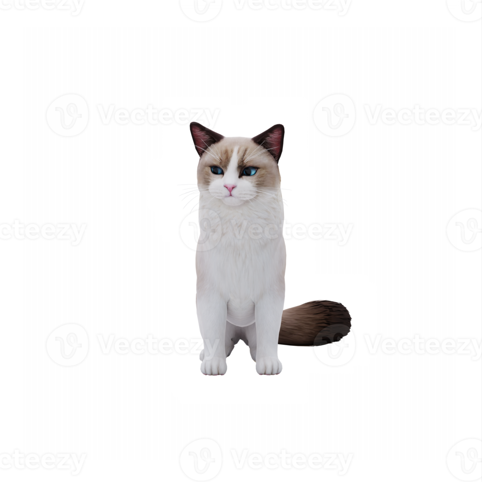 RagDoll Cute Cat png