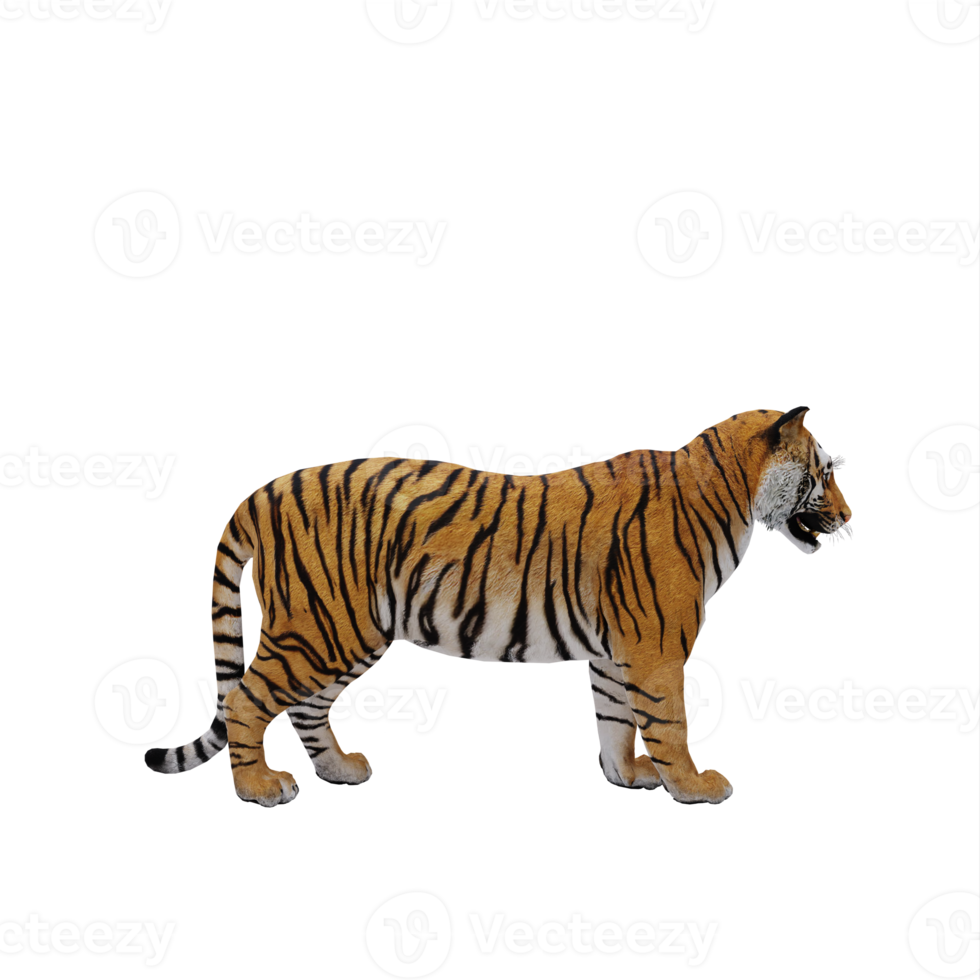 3d TIGER isolated png
