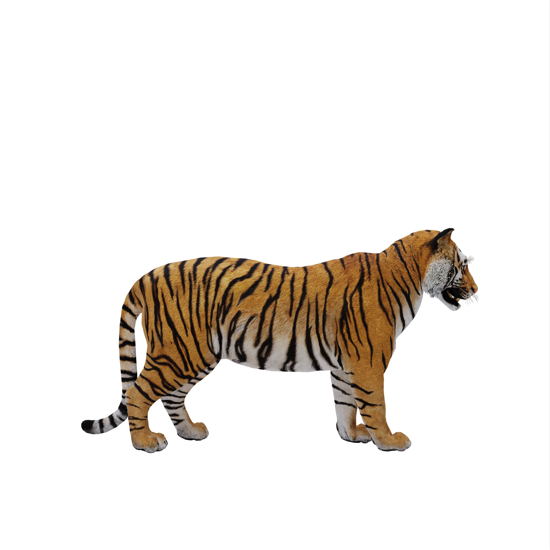 Tigre 3D foto de stock. Imagem de isolado, animal, grande - 36338776