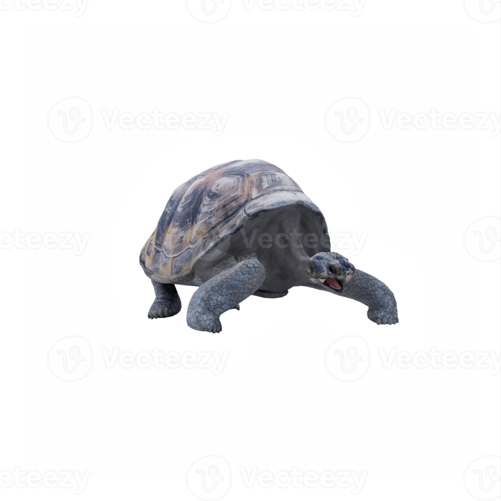 3d tortuga tierra Tortuga png