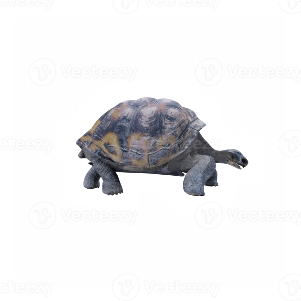 3d Tortoise land turtle png