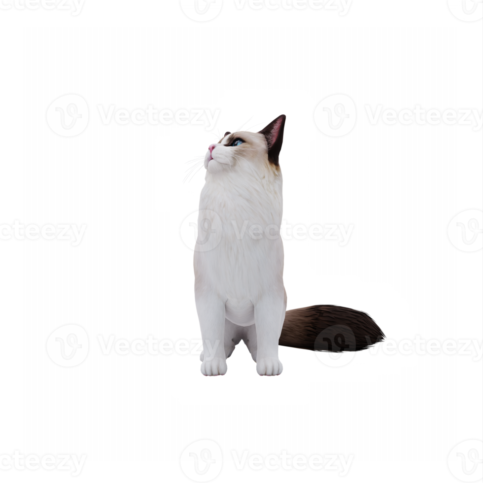 RagDoll Cute Cat png