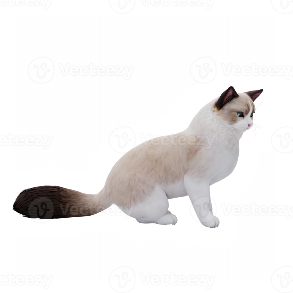 RagDoll Cute Cat png