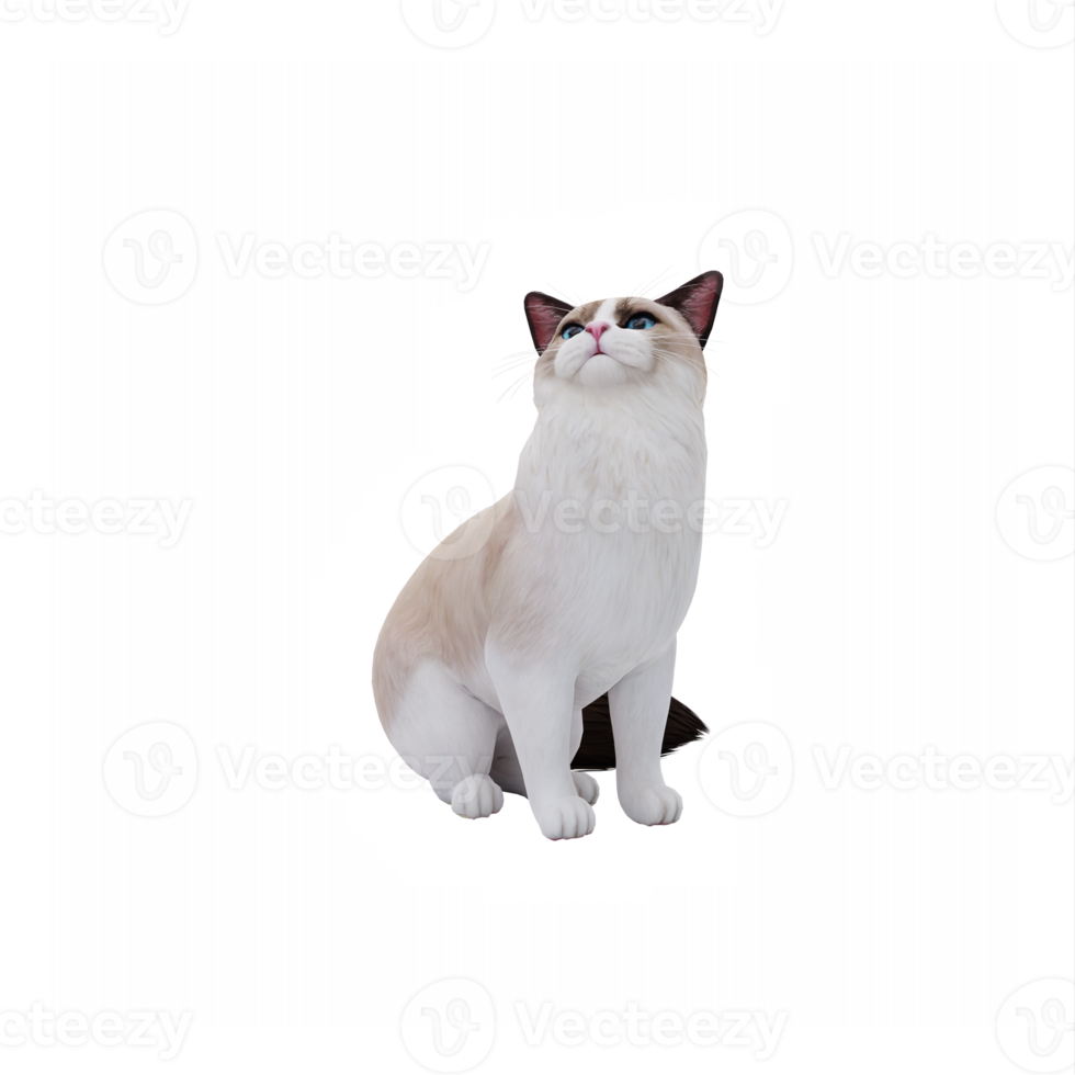 RagDoll Cute Cat png