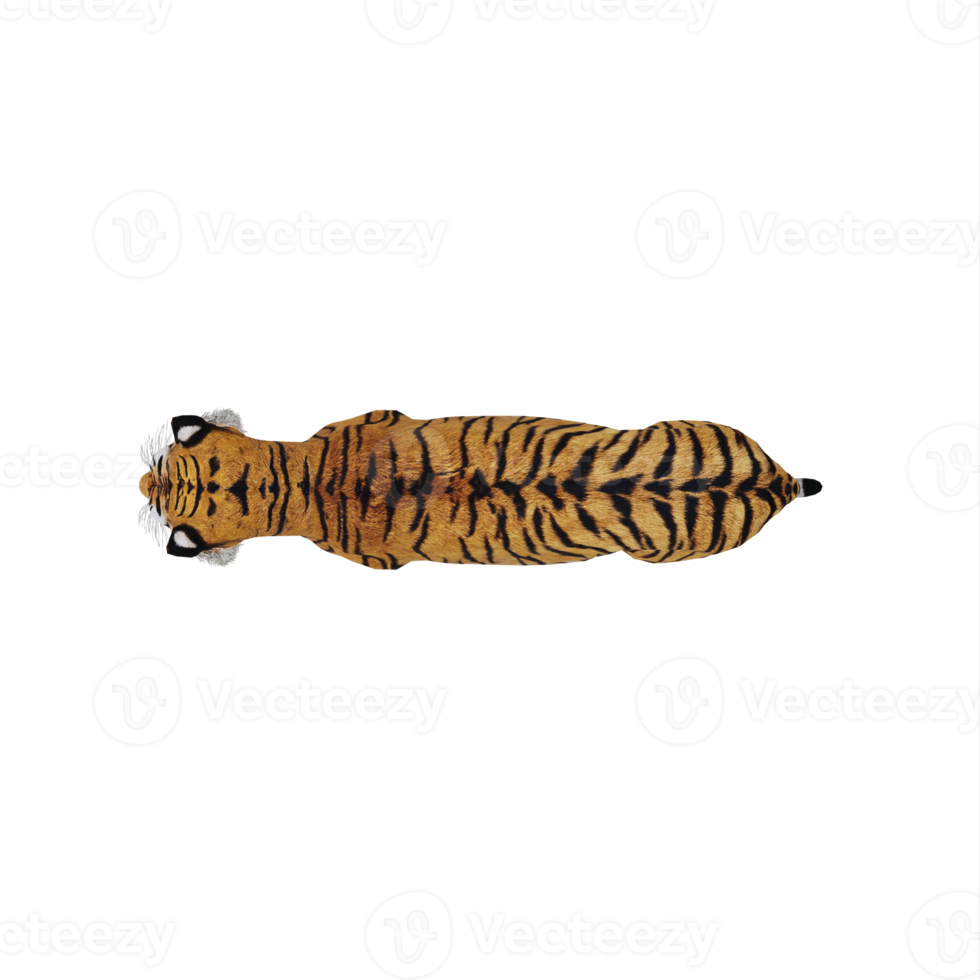 3d TIGER isolated 21107685 PNG