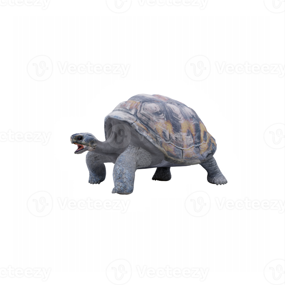 3d schildpad land- schildpad png