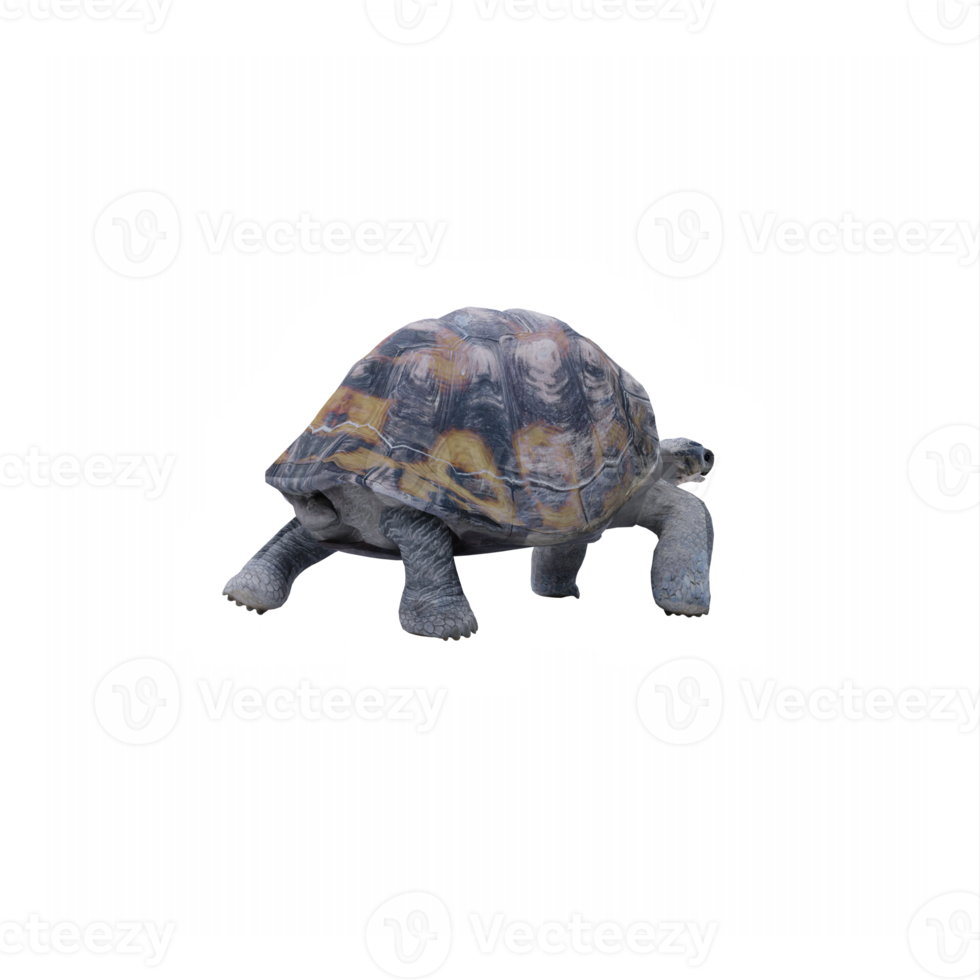 3d Tortoise land turtle png