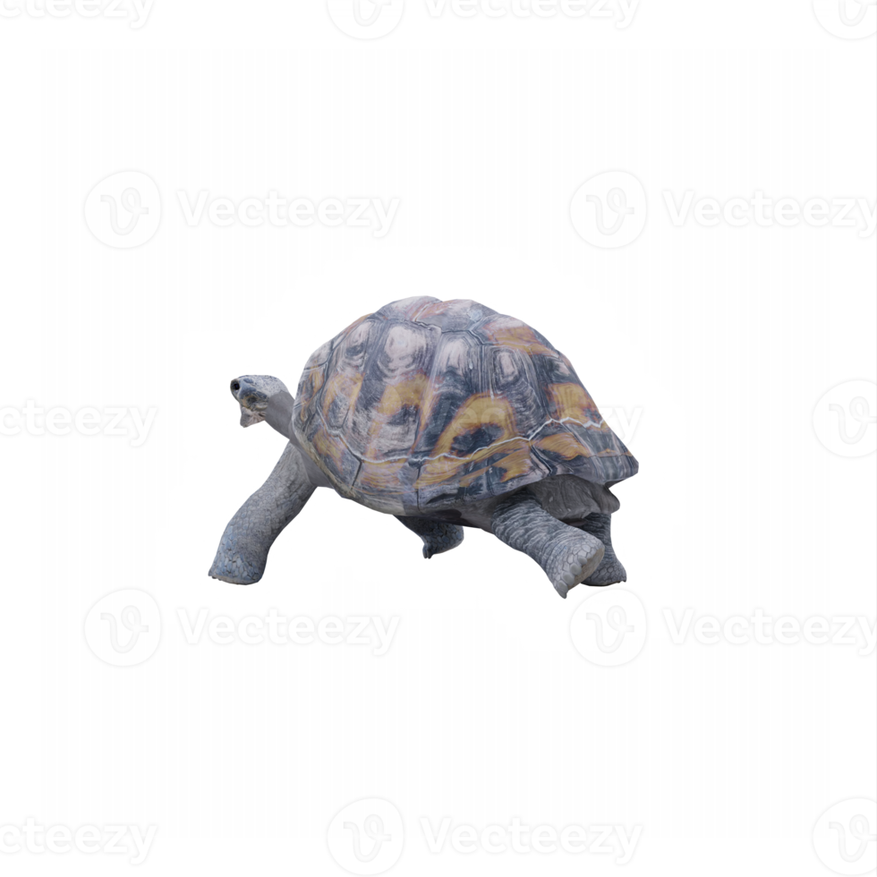 3d Tortoise land turtle png