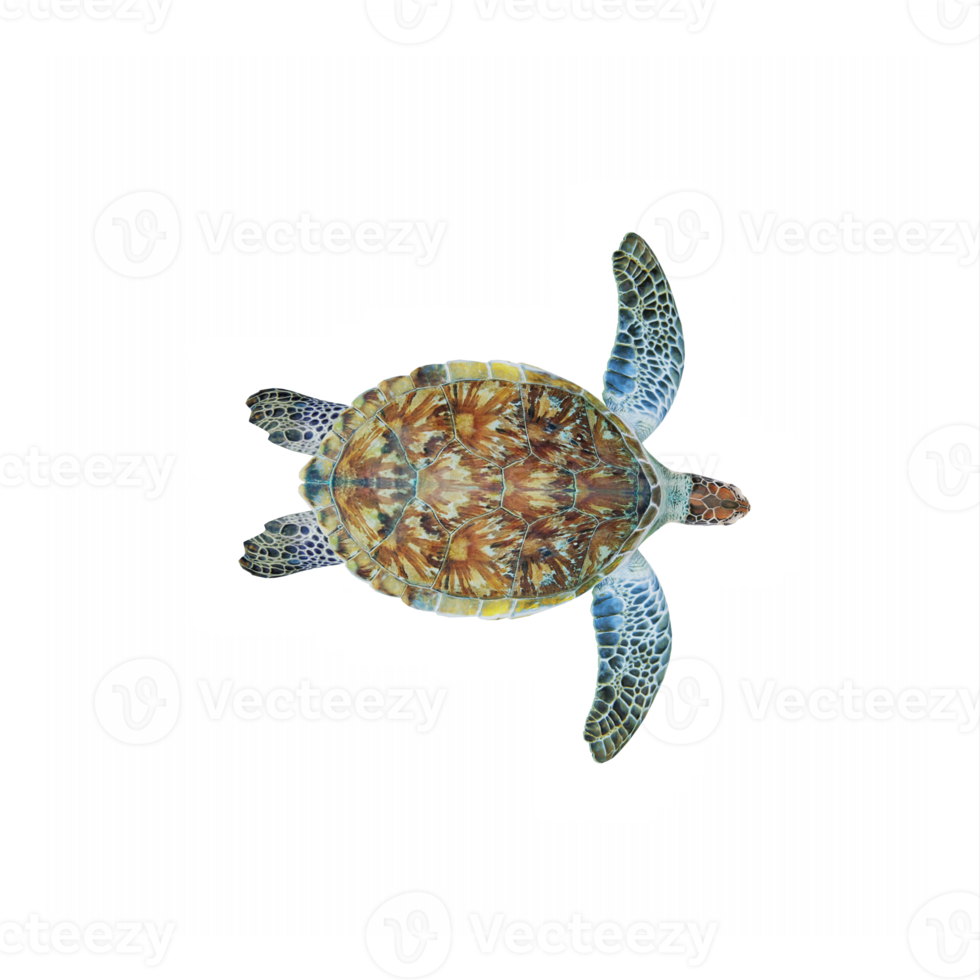 3d Oceano Tortuga aislado png