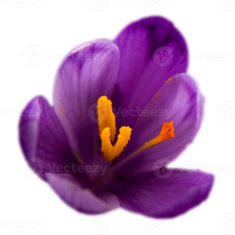 schließen oben Frühling blühen Krokus mit Narben Blühen isoliert png Foto mit transparent Hintergrund. hoch Qualität Schnitt aus Objekt. realistisch Bild Overlay zum Webseite Design, Layout, Sozial Medien