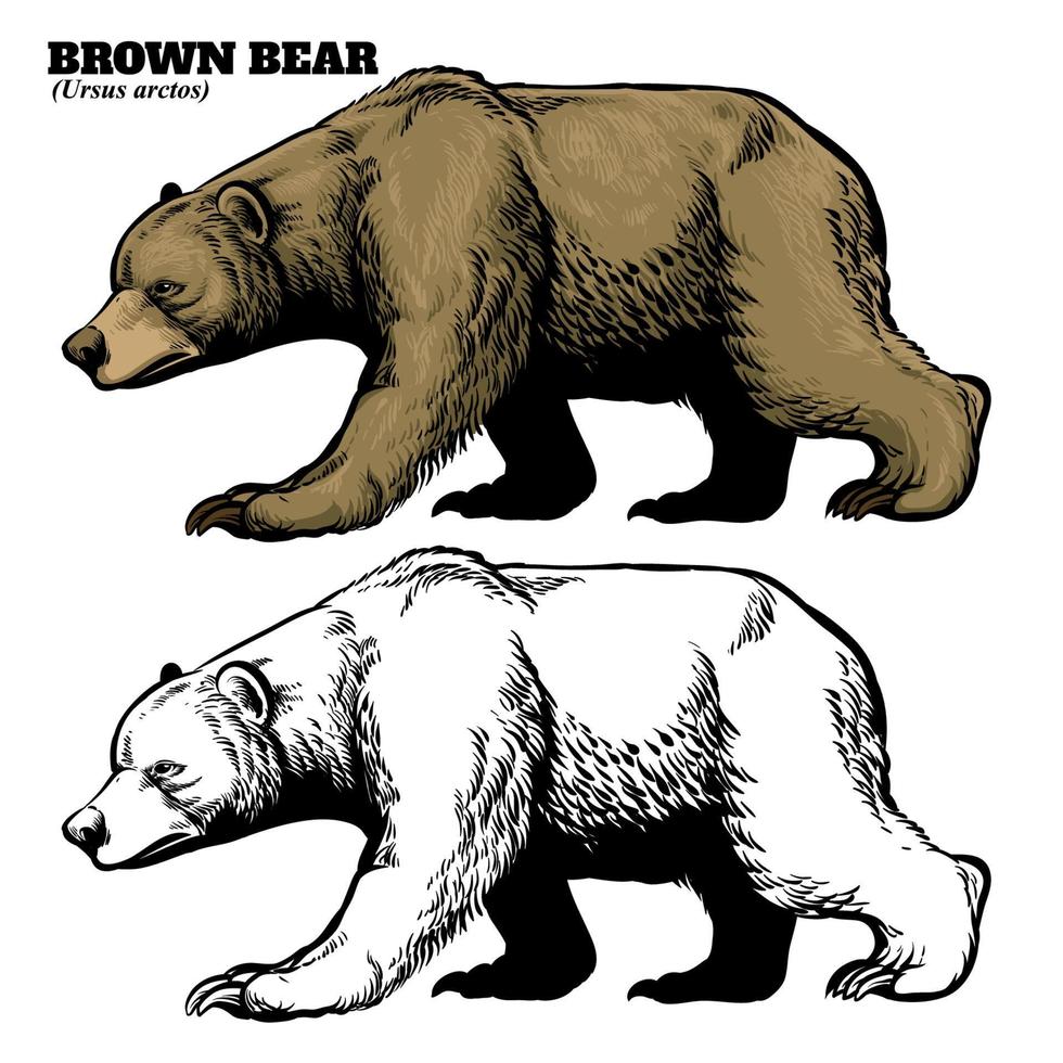 hand drawing style of brown bear vector