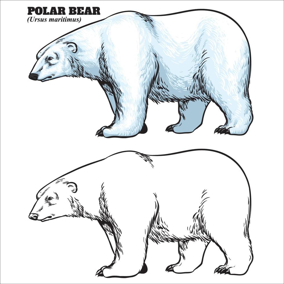 Hand drawing style of polar bear vector