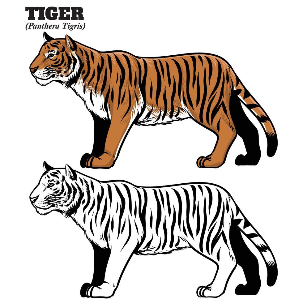 hand drawing style of tiger vector