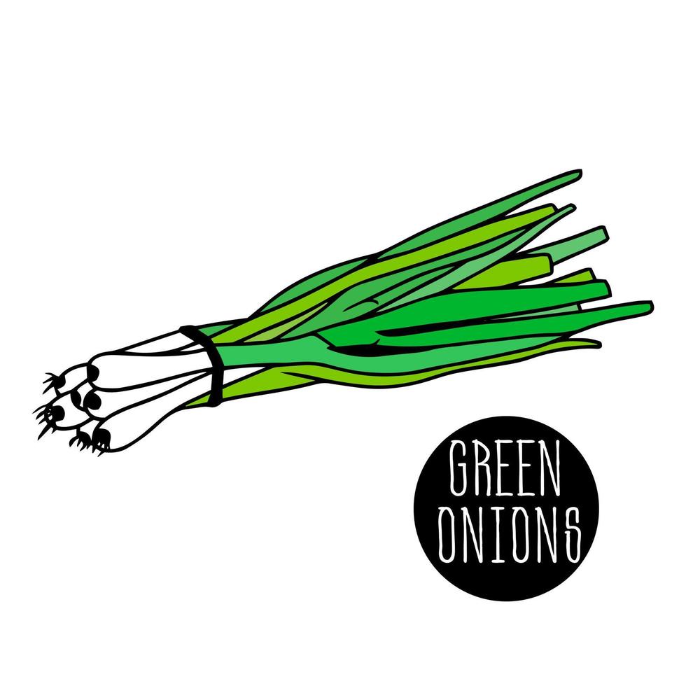 young green onion is tied with rope in bundle. Healthy greens. whole feathers and cropped, hand-drawn in sketch style with black line. Icon. farm vegetables. sprouting onions. vector