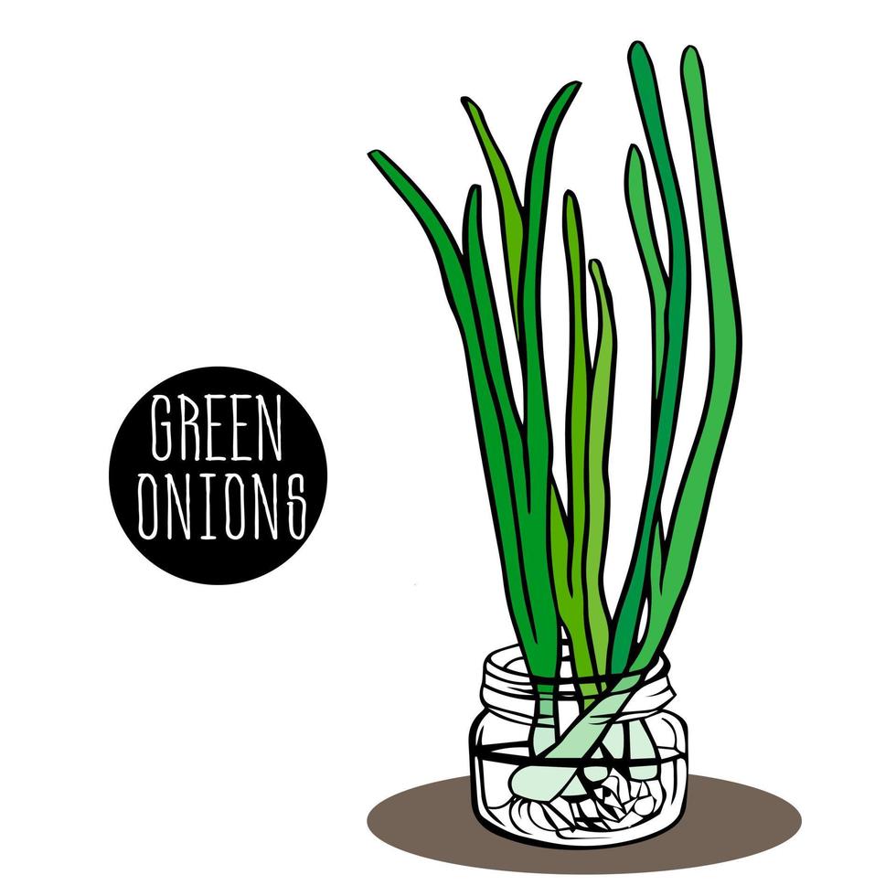 young green onions are placed in jar with water in bunches.  sprouting onions. seedlings. vegetable garden on the window. whole feathers and trimmed. farm vegetables. Icon. vector