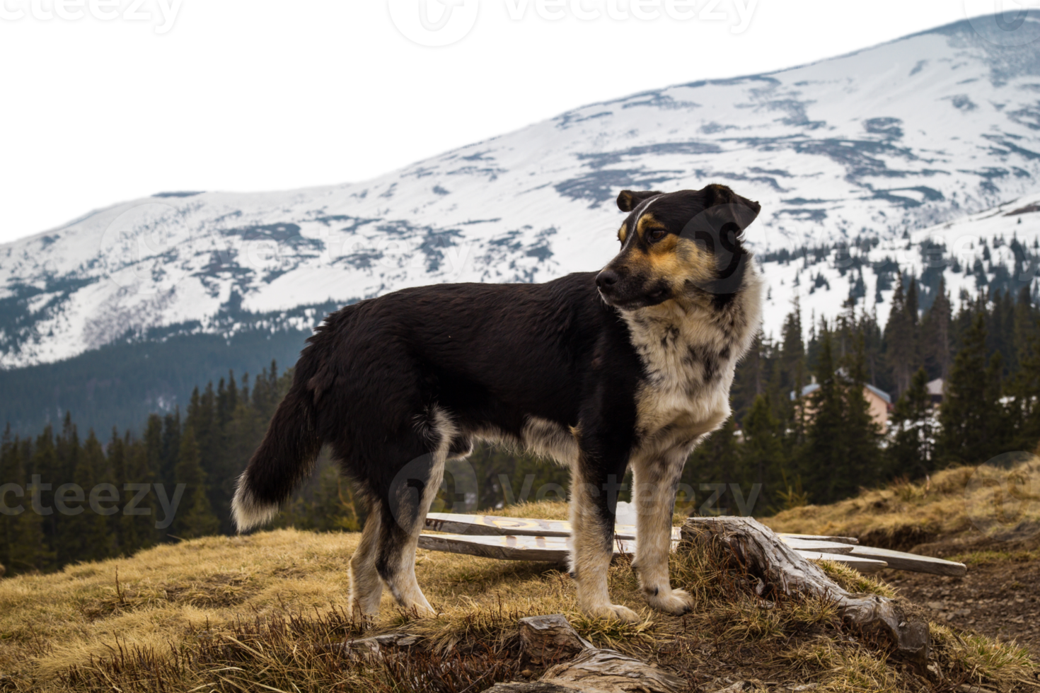 inländisch Mischling Hund Stehen im Berge isoliert png Foto mit transparent Hintergrund. hoch Qualität Schnitt aus Szene Element. realistisch Bild Overlay zum Webseite Design, Layout, Sozial Medien