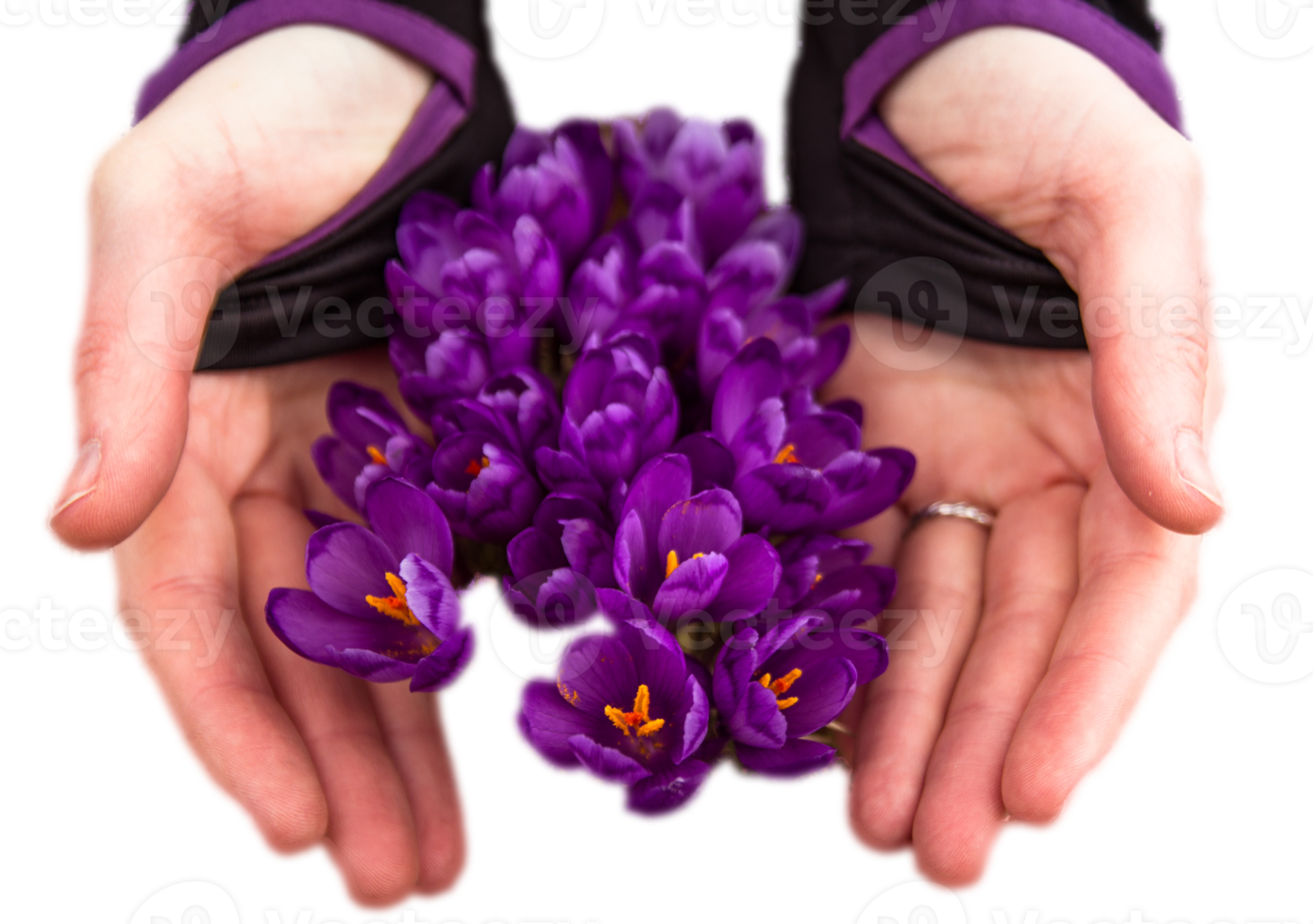 weiblich Hände Schutz Krokus Blumen mit Hände isoliert png Foto mit transparent Hintergrund. hoch Qualität Schnitt aus Objekt. realistisch Bild Overlay zum Webseite Design, Layout, Sozial Medien